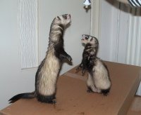 Wij vinden water niet zo fijn, maar Ferret vite wel. Daarvoor willen we wel even poseren hoor...