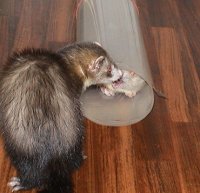Spelen met een plastic buis...