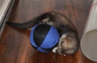 Kan die bal ook kapot?